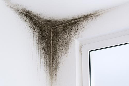 traitement des moisissures humidité Lyon